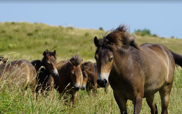 The Wild Horses